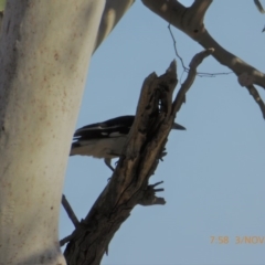 Cracticus nigrogularis (Pied Butcherbird) at Hall, ACT - 2 Nov 2018 by AndyRussell