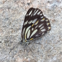 Belenois java (Caper White) at Kambah, ACT - 4 Nov 2018 by MatthewFrawley