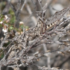 Coryphistes ruricola at Theodore, ACT - 5 Nov 2018 01:16 PM