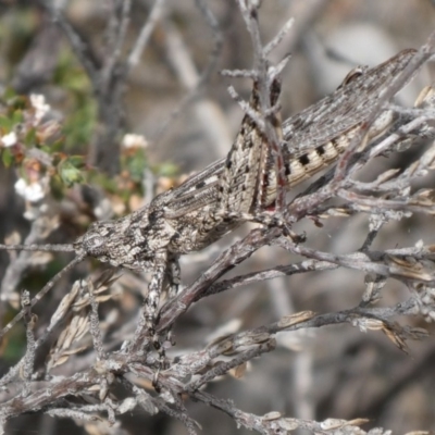 Coryphistes ruricola (Bark-mimicking Grasshopper) at Theodore, ACT - 5 Nov 2018 by owenh