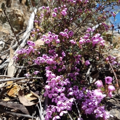 Tetratheca bauerifolia (Heath Pink-bells) at Cotter River, ACT - 24 Oct 2018 by rangerstacey