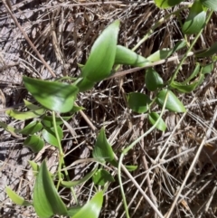 Asparagus asparagoides (Bridal Creeper, Florist's Smilax) at Hall, ACT - 13 Apr 2013 by JanetRussell