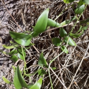 Asparagus asparagoides at Wallaroo, NSW - 13 Apr 2013