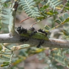 Jalmenus icilius at Theodore, ACT - 5 Nov 2018 01:49 PM