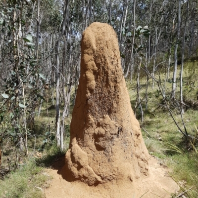 Coptotermes sp. (genus) (Termite) at Namadgi National Park - 1 Nov 2018 by rangerstacey