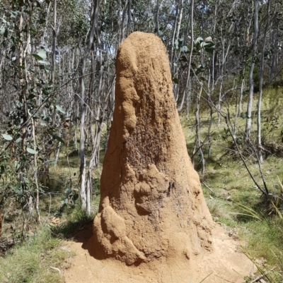 Coptotermes sp. (genus) (Termite) at Tennent, ACT - 1 Nov 2018 by rangerstacey