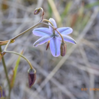 Dianella revoluta var. revoluta (Black-Anther Flax Lily) at Hall, ACT - 3 Nov 2018 by AndyRussell