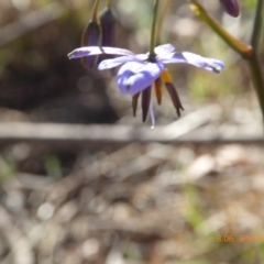 Dianella revoluta var. revoluta at Hall, ACT - 3 Nov 2018