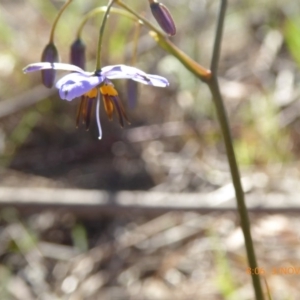 Dianella revoluta var. revoluta at Hall, ACT - 3 Nov 2018