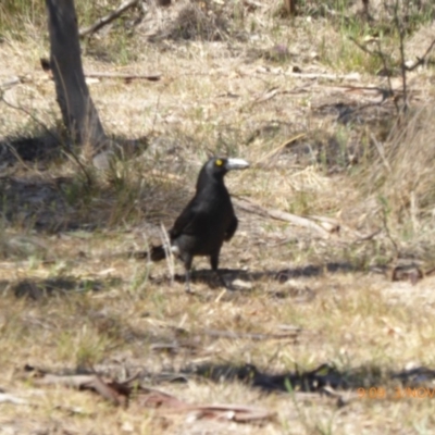 Strepera graculina (Pied Currawong) at Hall, ACT - 2 Nov 2018 by AndyRussell