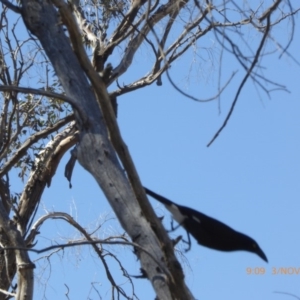 Strepera graculina at Hall, ACT - 3 Nov 2018 09:09 AM