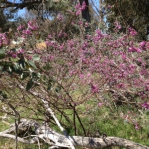 Indigofera australis subsp. australis at Hall, ACT - 21 Sep 2013 12:04 PM