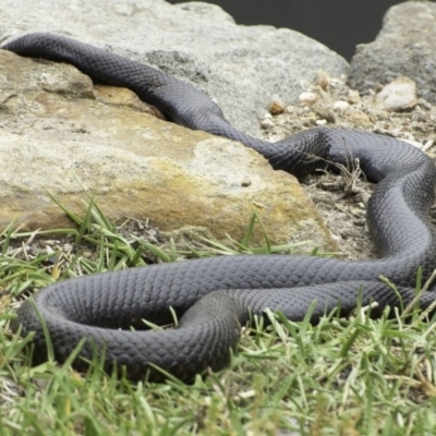 Pseudechis porphyriacus (Red-bellied Black Snake) at Undefined - 6 Nov 2018 by IanS