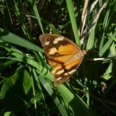 Heteronympha merope (Common Brown Butterfly) at Hall, ACT - 12 Apr 2014 by JanetRussell