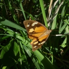 Heteronympha merope (Common Brown Butterfly) at Hall Cemetery - 12 Apr 2014 by JanetRussell