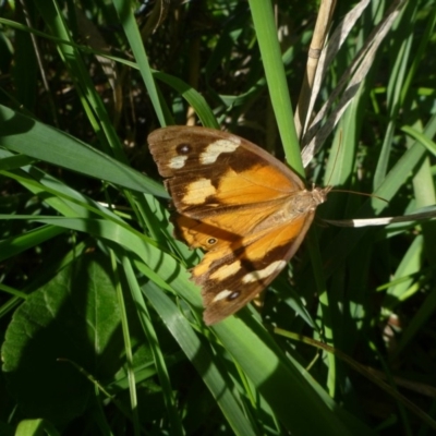 Heteronympha merope (Common Brown Butterfly) at Hall Cemetery - 12 Apr 2014 by JanetRussell