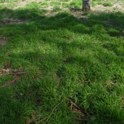 Microlaena stipoides (Weeping Grass) at Hall, ACT - 12 Apr 2014 by JanetRussell