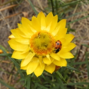 Hippodamia variegata at Kambah, ACT - 1 Nov 2018