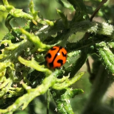 Coccinella transversalis (Transverse Ladybird) at Hall, ACT - 3 Nov 2018 by AndyRussell