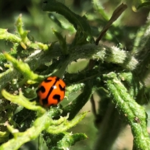 Coccinella transversalis at Hall, ACT - 3 Nov 2018