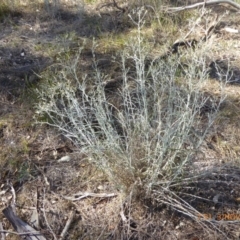 Senecio quadridentatus (Cotton Fireweed) at Hall, ACT - 3 Nov 2018 by AndyRussell