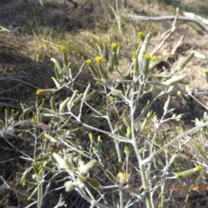 Senecio quadridentatus at Hall, ACT - 3 Nov 2018