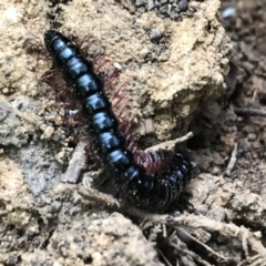 Unidentified Millipede (Diplopoda) at Undefined - 4 Nov 2018 by Nivlek