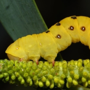 Capusa cuculloides at Acton, ACT - 27 Oct 2018