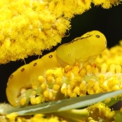 Capusa cuculloides at Acton, ACT - 27 Oct 2018