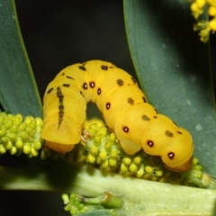 Capusa cuculloides at Acton, ACT - 27 Oct 2018