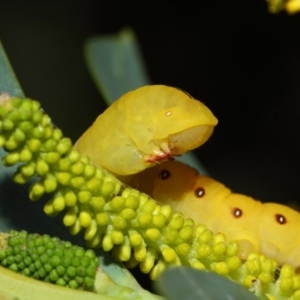 Capusa cuculloides at Acton, ACT - 27 Oct 2018