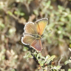 Neolucia agricola (Fringed Heath-blue) at Pine Island to Point Hut - 4 Nov 2018 by MatthewFrawley