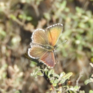 Neolucia agricola at Bonython, ACT - 4 Nov 2018 11:08 AM