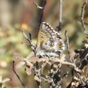 Neolucia agricola at Bonython, ACT - 4 Nov 2018 11:08 AM