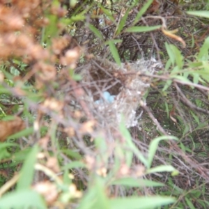 Zosterops lateralis at Curtin, ACT - 3 Nov 2018