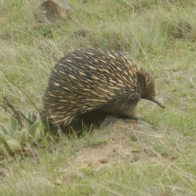 Tachyglossus aculeatus (Short-beaked Echidna) at Urambi Hills - 5 Nov 2018 by MichaelMulvaney