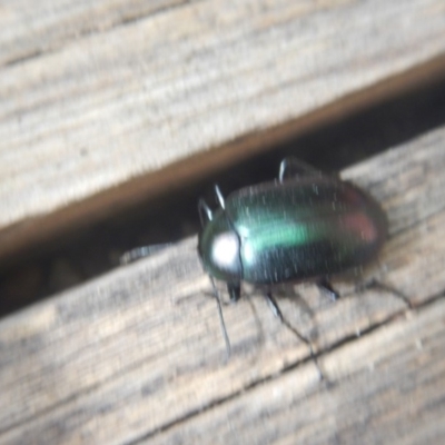 Chalcopteroides columbinus (Rainbow darkling beetle) at Curtin, ACT - 3 Nov 2018 by MichaelMulvaney