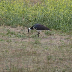 Threskiornis spinicollis (Straw-necked Ibis) at Red Hill to Yarralumla Creek - 5 Nov 2018 by JackyF