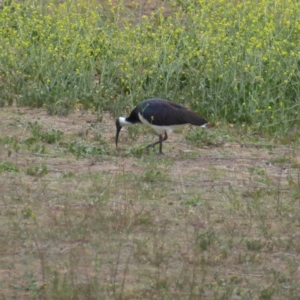 Threskiornis spinicollis at Hughes, ACT - 5 Nov 2018 05:39 PM