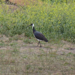 Threskiornis spinicollis at Hughes, ACT - 5 Nov 2018 05:39 PM