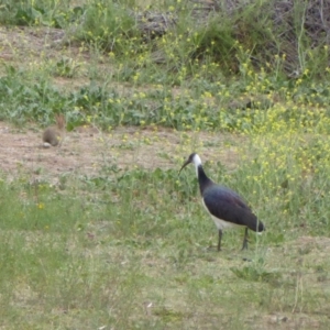 Threskiornis spinicollis at Hughes, ACT - 5 Nov 2018