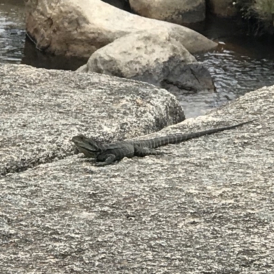 Intellagama lesueurii howittii (Gippsland Water Dragon) at Gibraltar Pines - 5 Nov 2018 by RichForshaw