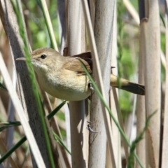 Acrocephalus australis (Australian Reed-Warbler) at Fyshwick, ACT - 4 Nov 2018 by RodDeb