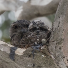 Podargus strigoides (Tawny Frogmouth) at ANBG - 4 Nov 2018 by AlisonMilton