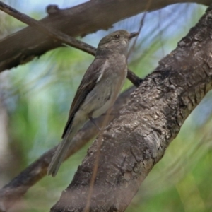 Pachycephala pectoralis at Fyshwick, ACT - 4 Nov 2018