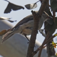 Pachycephala pectoralis at Fyshwick, ACT - 4 Nov 2018