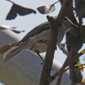 Pachycephala pectoralis at Fyshwick, ACT - 4 Nov 2018