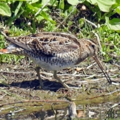 Gallinago hardwickii (Latham's Snipe) at Jerrabomberra Wetlands - 4 Nov 2018 by RodDeb