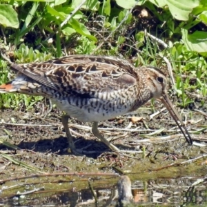 Gallinago hardwickii at Fyshwick, ACT - 4 Nov 2018 02:37 PM