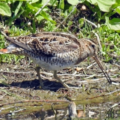 Gallinago hardwickii (Latham's Snipe) at Fyshwick, ACT - 4 Nov 2018 by RodDeb